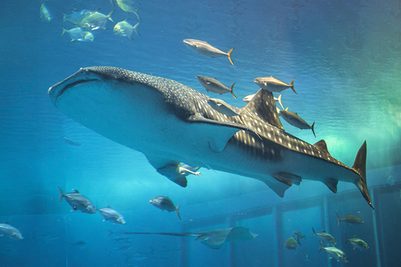 大きなサメの住む海底